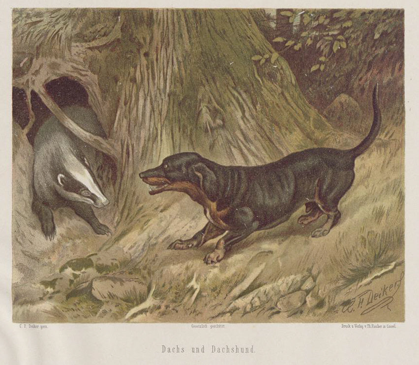 Historical illustration of a Dachshund at a badger burrow