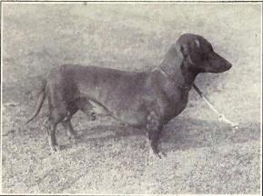 Historical Dachshund breed portrait